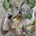 Koala-(Phascolarctos-cinereus)2.jpg