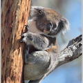 Koala-(Phascolarctos-cinereus)3.jpg