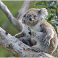 Koala-(Phascolarctos-cinereus)4.jpg