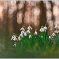 Schneeglöckchen-(Galanthus-nivalis)7.jpg
