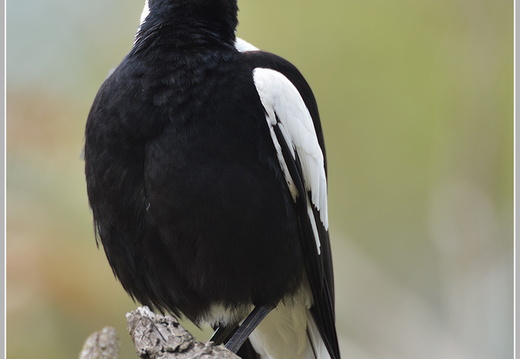 Flötenvogel Australian magpie (Gymnorhina tibicen)