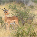 Impala (Aepyceros sp.)