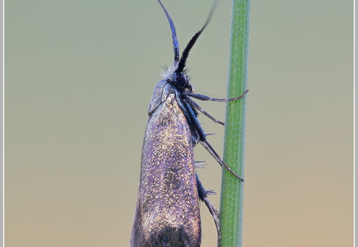Langhornmotte (Adelidae)