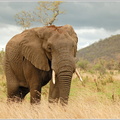 Afrikanischer-Elefant-28Loxodonta-africana295.jpg