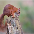 Eichhörnchen-(Sciurus-vulgaris)23.jpg