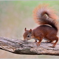 Eichhörnchen-(Sciurus-vulgaris)24.jpg