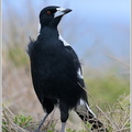 Flötenvogel-Australian-magpie-(Gymnorhina-tibicen)2.jpg