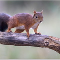 Eichhörnchen-(Sciurus-vulgaris)28.jpg
