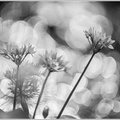 Bärlauch-(Allium-ursinum)4.jpg