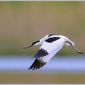 Säbelschnäbler-(Recurvirostra-avosetta)17.jpg