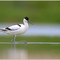 Säbelschnäbler-(Recurvirostra-avosetta)18.jpg