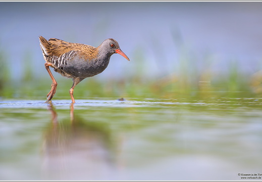 Wasserralle (Rallus-aquaticus)