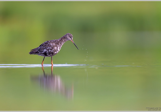 Dunkelwasserläufer (Tringa erythropus)