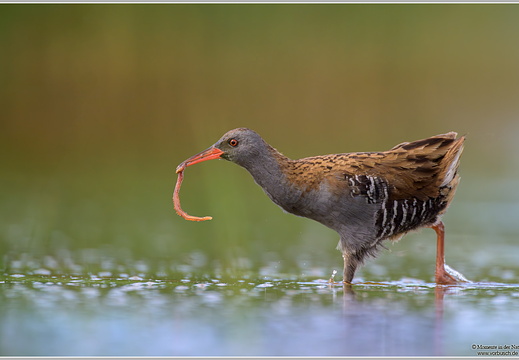 Wasserralle (Rallus aquaticus)