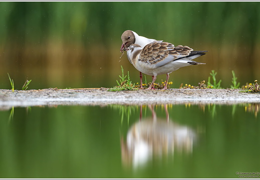 Lachmöwe (Larus ridibundus)