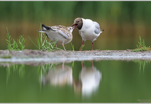 Lachmöwe (Larus ridibundus)