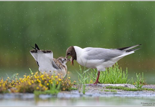 Lachmöwe (Larus ridibundus)