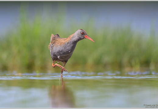 Wasserralle (Rallus aquaticus)