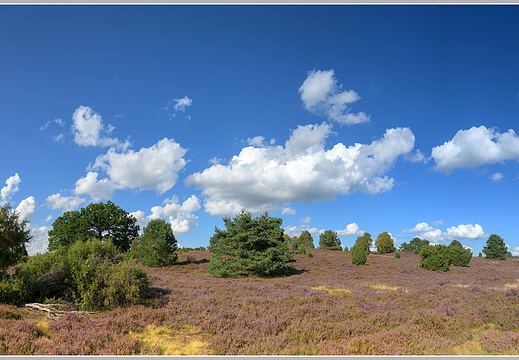 Lüneburger Heide nahe Undeloh