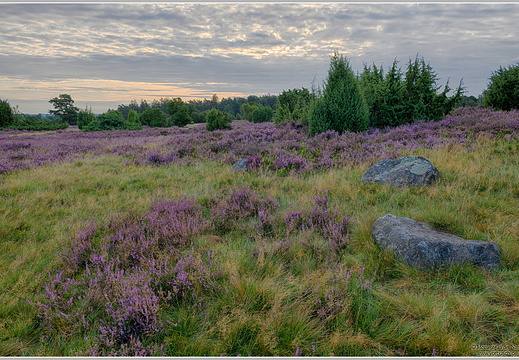 Lünebueger Heide nahe Totengrund