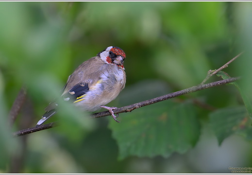 Stieglitz Distelfink (Carduelis carduelis)