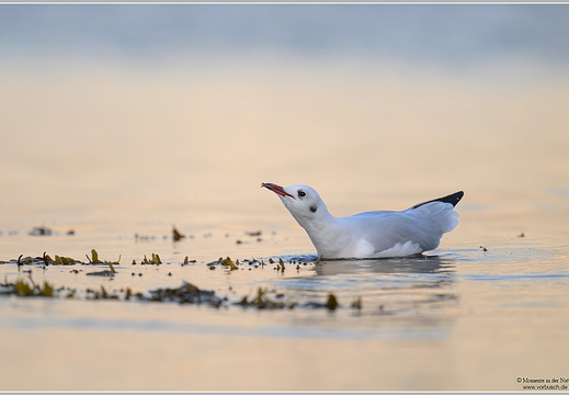 Lachmöwe (Larus ridibundus)