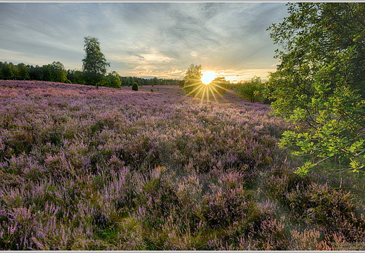 Lüneburger Heide Büsenbachtal