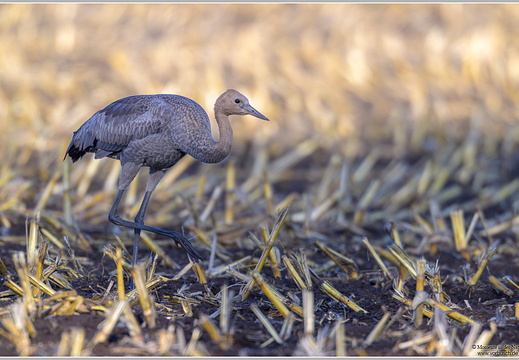 Grauer Kranich (Grus grus)
