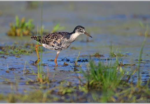 Kampfläufer (Calidris pugnax)