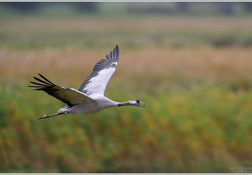 Grauer Kranich-(Grus grus)