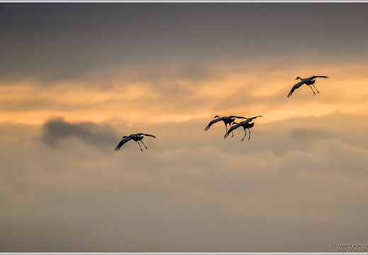 Grauer Kranich (Grus grus)