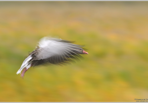 Graugans (Anser anser)