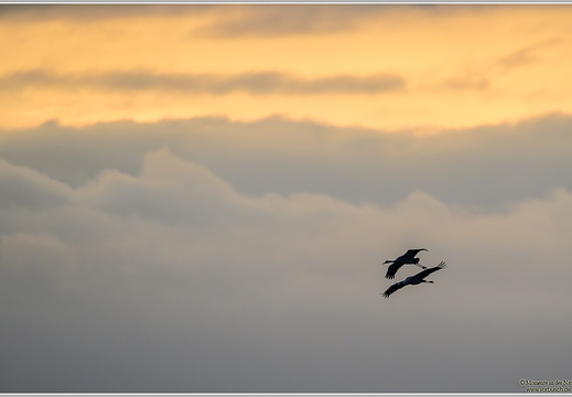 Grauer Kranich (Grus grus)