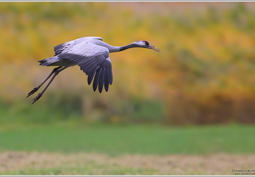 Grauer Kranich-(Grus grus)