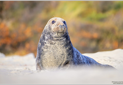 Kegelrobbe (Halichoerus grypus)