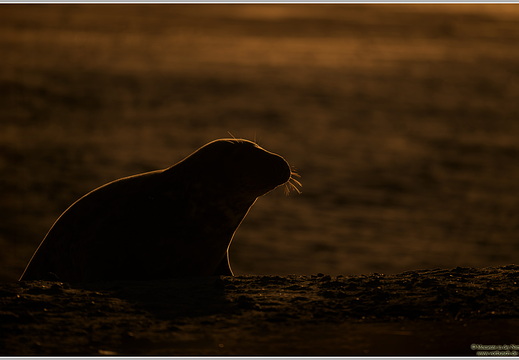 Kegelrobbe (Halichoerus grypus)