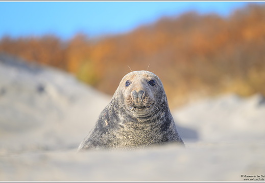 Kegelrobbe (Halichoerus grypus)