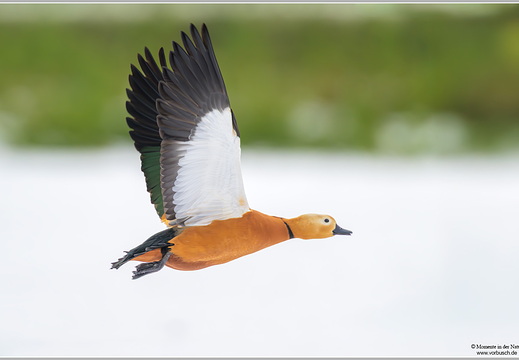 Rostgans (Tadorna ferruginea)