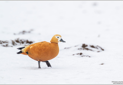 Rostgans (Tadorna ferruginea)