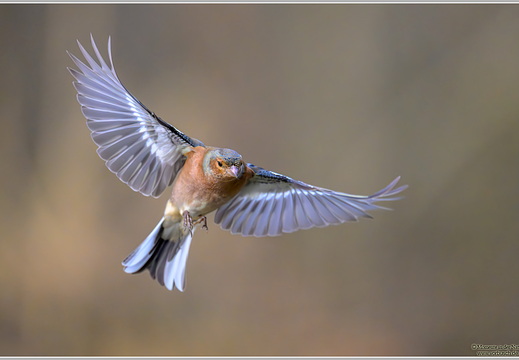 Buchfink (Fringilla coelebs)