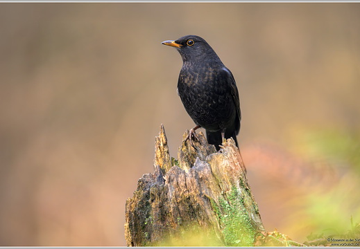 Amsel (Turdus merula)
