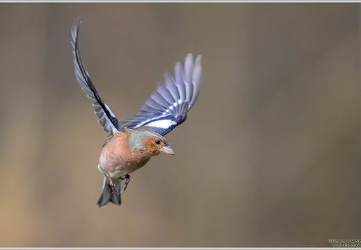 Buchfink (Fringilla coelebs)