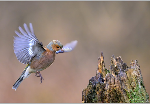 Buchfink (Fringilla coelebs)