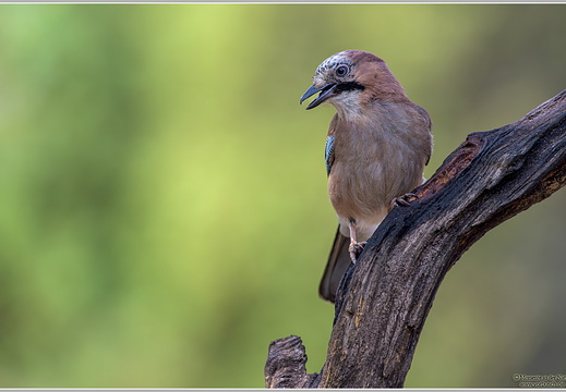 Eichelhäher (Garrulus glandarius)