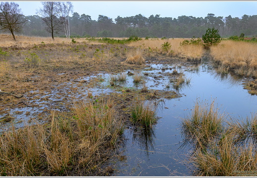 Diersfordter Wald, Moor