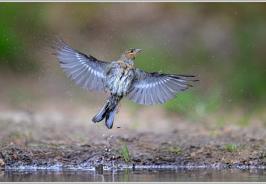Buchfink (Fringilla coelebs)