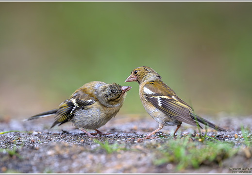 Buchfink (Fringilla coelebs)