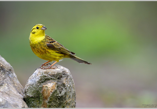 Goldammer (Emberiza citrinella)