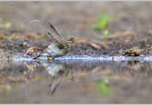 Fitis (Phylloscopus trochilus)