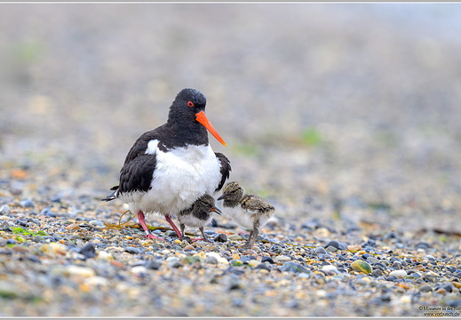 Austernfischer (Haematopus ostralegus)